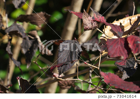 オトコヨウゾメ 12月 紅葉が終って乾いた葉は黒くなる オトコヨウゾメ 12月 紅葉が終って乾いた葉は黒くなる 73041614