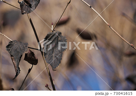オトコヨウゾメ 12月 紅葉が終わると葉は黒くなる オトコヨウゾメ 12月 紅葉が終わると葉は黒くなる 73041615
