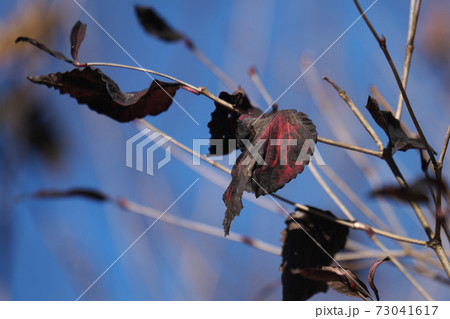 オトコヨウゾメ 12月 紅葉が終わると葉は黒くなる オトコヨウゾメ 12月 紅葉が終わると葉は黒くなる 73041617