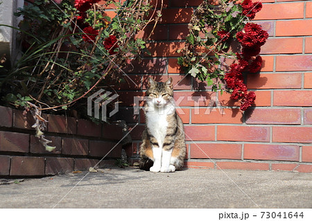 華やかな花壇 73041644