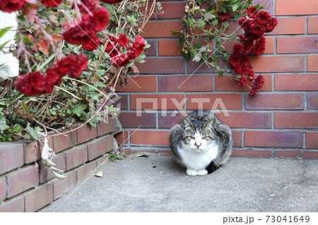 僕の花壇へようこそ 73041649