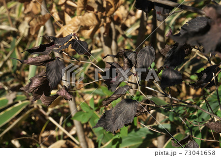オトコヨウゾメ　12月　紅葉が終わると乾いた葉は黒くなる 73041658