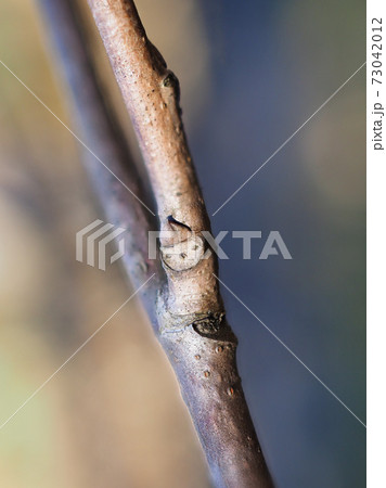シラキの冬芽と葉痕（葉の落ちたあと）　とんがり帽子のユニークな顔に見える 73042012