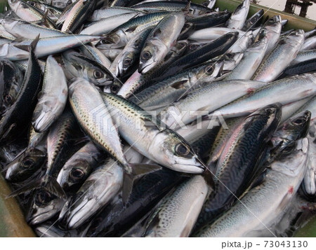 漁港で水揚げされた魚 サバ 漁港で水揚げされた魚 サバ 73043130