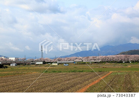 平野井川の桜堤・57（岐阜県安八郡神戸町） 73043387