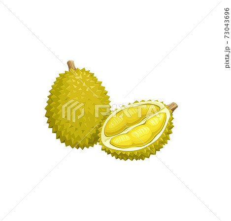 Durian Fruit Tropical Exotic Food Fruits Iconのイラスト素材