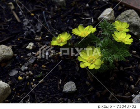 お正月の祝い花、福寿草が咲きました。＠自宅の庭、堺市、大阪府 73043702
