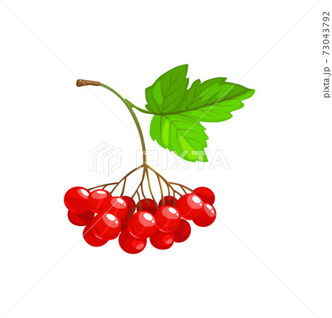 Viburnum fruits or berries icon, food of garden Viburnum fruits or berries icon, food of garden 73043792