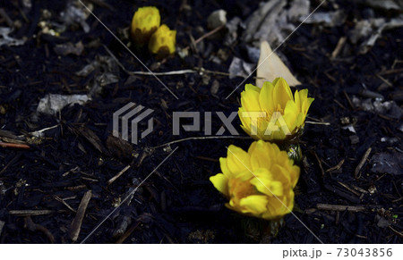 お正月の祝い花、福寿草が咲きました。＠自宅の庭、堺市、大阪府 73043856