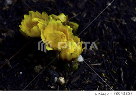 お正月の祝い花、福寿草が咲きました。＠自宅の庭、堺市、大阪府 73043857