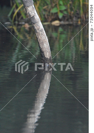 立木・水面（立川公園／東京都立川市）の写真素材 [73044094] - PIXTA