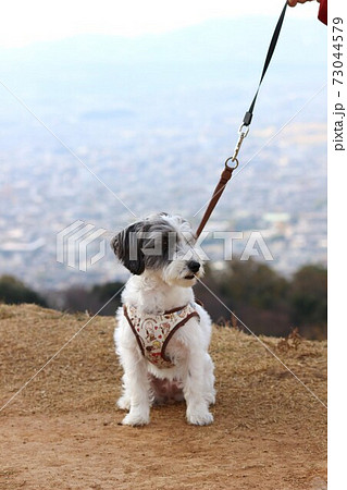 若草山と愛犬 73044579