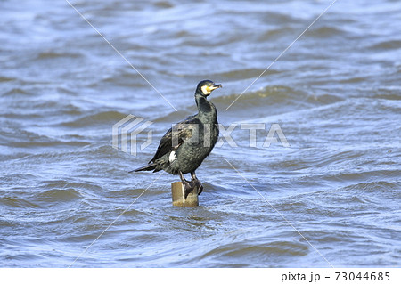 羽を休めるカワウ 73044685