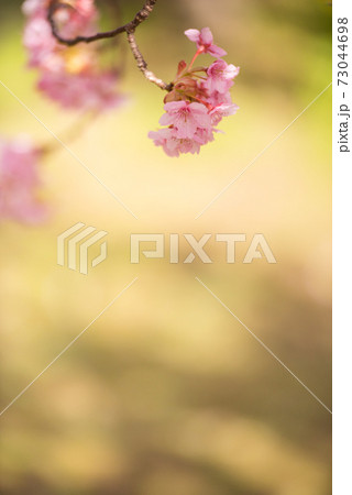 河津桜 河津桜 73044698