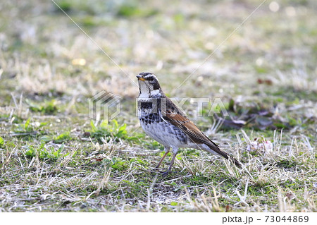 エサを探すツグミ　 73044869