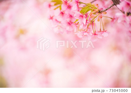 河津桜 73045000