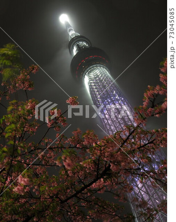 横なぐりの雨が降る夜の白色スカイツリーと桜の写真素材
