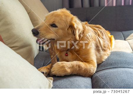 Naughty golden retriever playing and biting the Naughty golden retriever playing and biting the 73045267