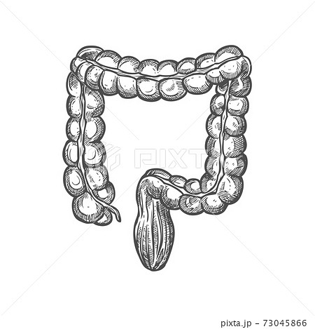 Human large intestines sketch, digestive system 73045866