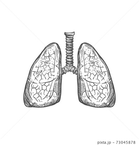 Lungs  Drawing Skill