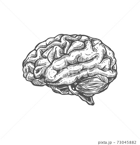 Sketch The Human Brain Brain Drawing Brain Sketch Brain Clipart PNG  Transparent Clipart Image and PSD File for Free Download