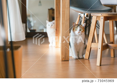 屋内で遊ぶ猫 屋内で遊ぶ猫 73045969