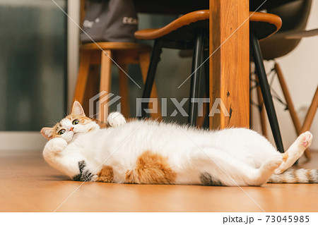 屋内で遊ぶ猫の写真素材 [73045985] - PIXTA