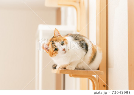 屋内で遊ぶ猫 屋内で遊ぶ猫 73045993