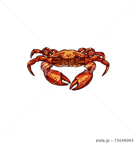 Hand drawn crab sketch isolated marine animal 73046063