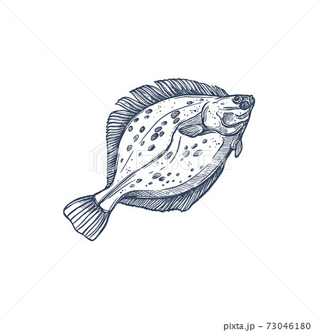 Gulf flounder isolated ocean fish European halibut Gulf flounder isolated ocean fish European halibut 73046180