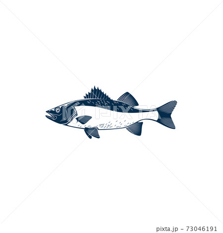 Barred sand bass isolated sea fish, potato cod 73046191