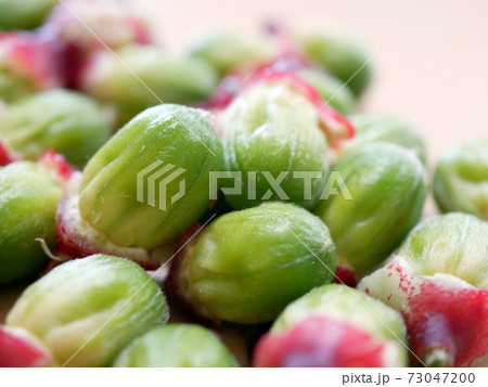 ローゼル(ハイビスカスティーの原料)の種 73047200