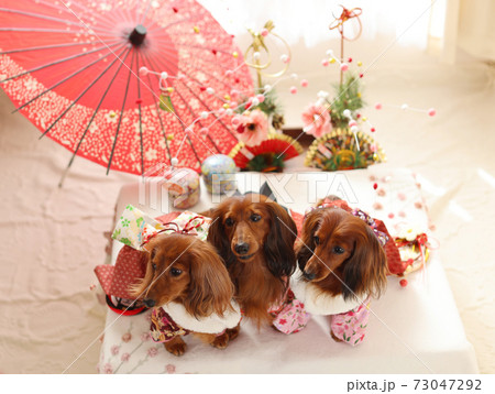 正月を楽しむダックスフンド 正月を楽しむダックスフンド 73047292