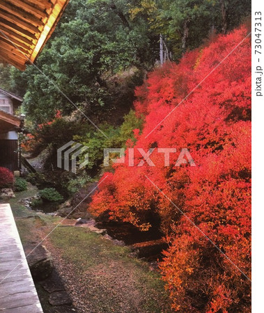 安国寺のドウダンツツジ 安国寺のドウダンツツジ 73047313
