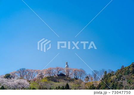 船岡城址公園の船岡平和観音と桜　【宮城県】 73047750