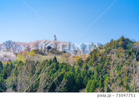 船岡城址公園の船岡平和観音と桜 【宮城県】 船岡城址公園の船岡平和観音と桜 【宮城県】 73047751