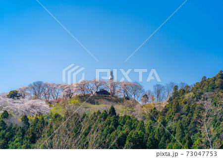 船岡城址公園の船岡平和観音と桜　【宮城県】 73047753