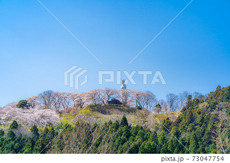 船岡城址公園の船岡平和観音と桜　【宮城県】 73047754