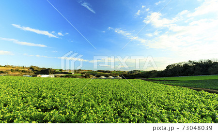 湘南三浦半島の神奈川県三浦市の特産・名産の大根畑・キャベツ畑の冬 湘南三浦半島の神奈川県三浦市の特産・名産の大根畑・キャベツ畑の冬 73048039