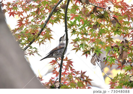 都市公園の紅葉とツグミ 都市公園の紅葉とツグミ 73048088