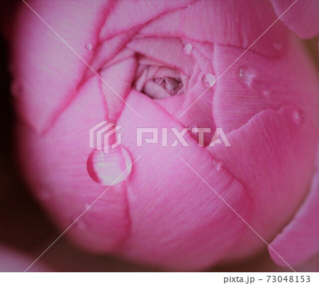 泣いているように見える固く閉じたバラのつぼみの写真素材