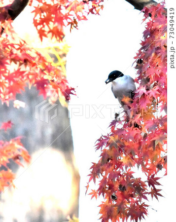 都市公園の紅葉とオナガ 73049419