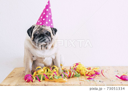 Old funny pug dog celebrate birthday or new year eve concept with colored accessories sitting on a wooden table and white copy space background Old funny pug dog celebrate birthday or new year eve concept with colored accessories sitting on a wooden table and white copy space background 73051334