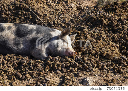 no animals violence and vegan vegetarian food concept with relaxed and safe pig sleeping on the ground no animals violence and vegan vegetarian food concept with relaxed and safe pig sleeping on the ground 73051336