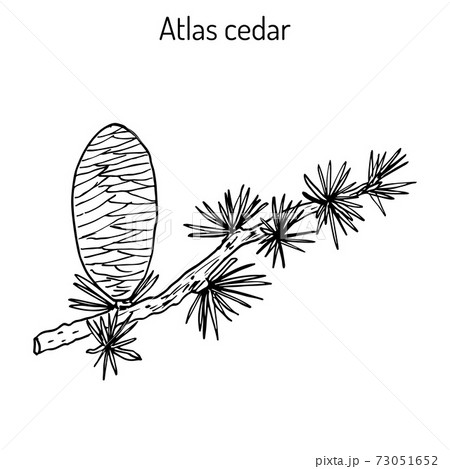 Branch of a Atlas Cedar Cedrus atlantica Glauca Branch of a Atlas Cedar Cedrus atlantica Glauca 73051652