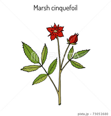 Purple Marshlocks comarum palustre , or swamp cinquefoil, marsh cinquefoil. Medicinal plant 73051680