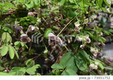 アケビ アケビ 73051752