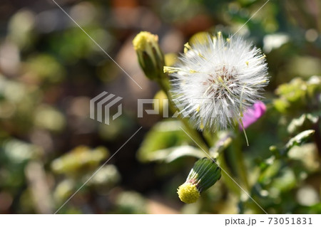 ノボロギクの綿毛 73051831
