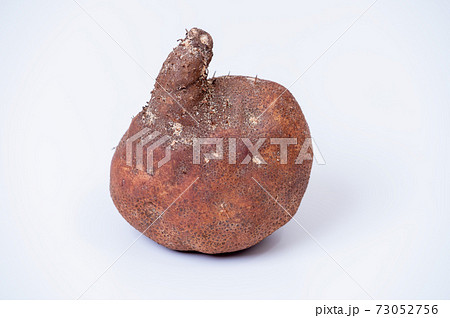 加賀丸いも ブツ撮り写真　白バック 73052756