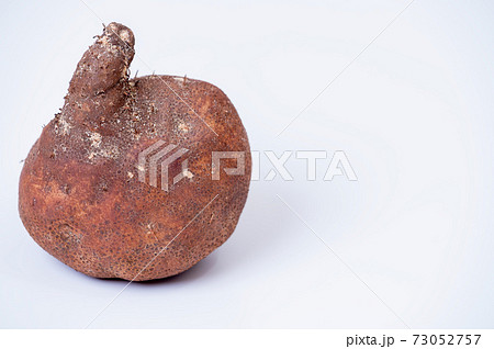 加賀丸いも ブツ撮り写真　白バック 73052757